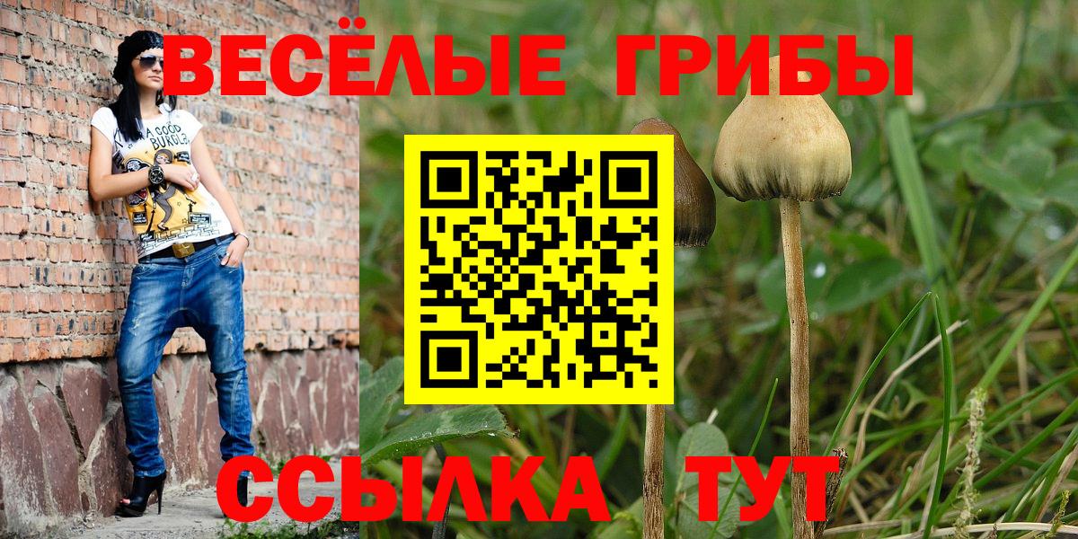 Псилоцибиновые грибы Psilocybe  Псилоцибиновые грибы прущие грибы  Тольятти  Вход с VPN 